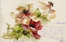 Grusskarte, Blüten, verblüht, 1899